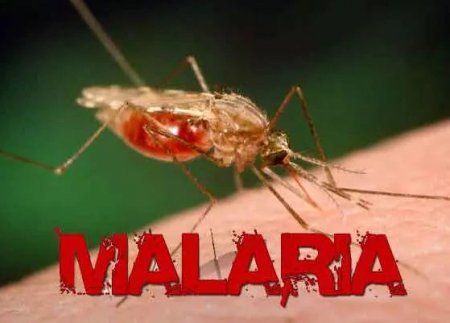 malaria.JPG