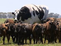 big cow.jpg