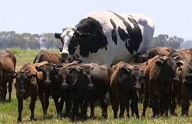 Knickers the giant cow.jpg