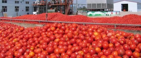 tomato company.JPG