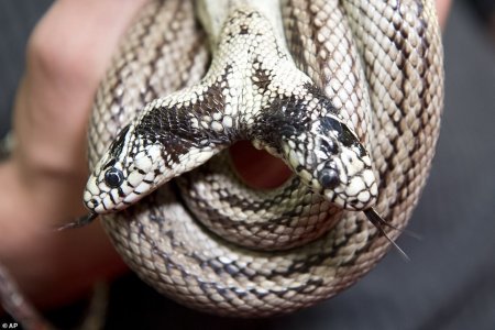 Snake.jpg
