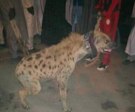 hyena.JPG