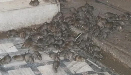 rat.webp