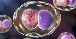 chlamydia.webp