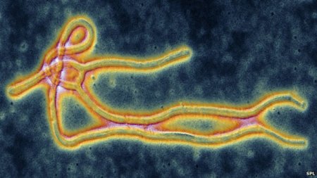 ebola virus.jpg