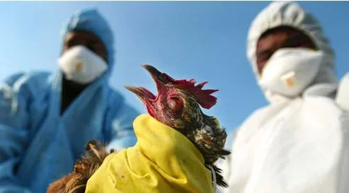 birdflu.webp