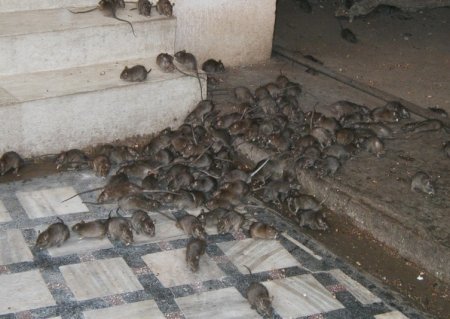 Rats.jpg