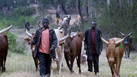 Fulani herdsmen.jpg