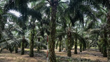 palm oil trees.jpg