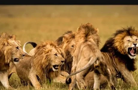 lions.webp