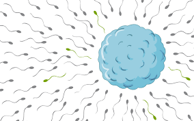 sperm.png