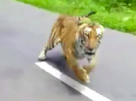 tiger-chase.jpg
