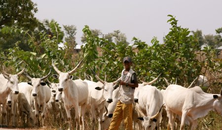 herdsmen-1.jpg