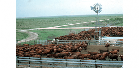 ranches-for-cattle.png
