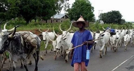 ruga.webp