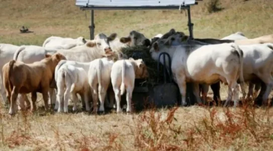 ruga.webp