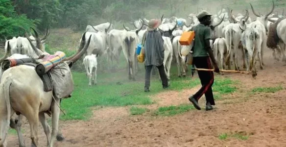 fulani.webp