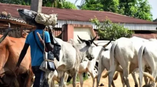 herdsmen news.webp herdsmen news.webp