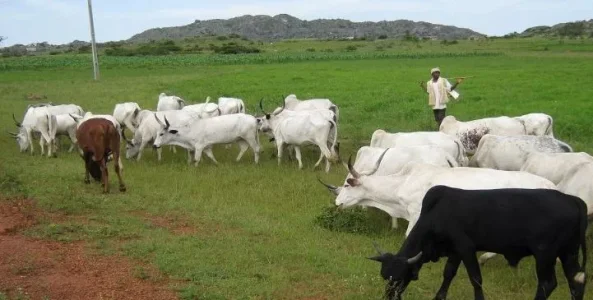 ruga news.webp
