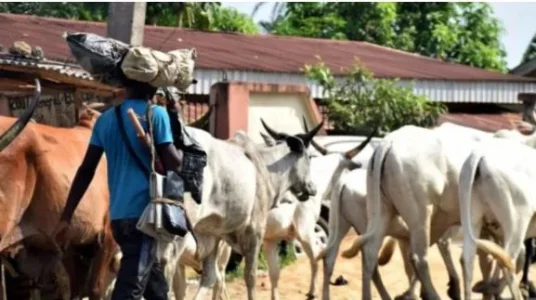 herdsmen.webp