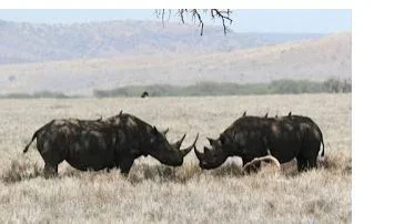 rhino.webp