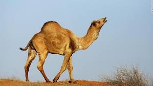 CAMELS.jpg