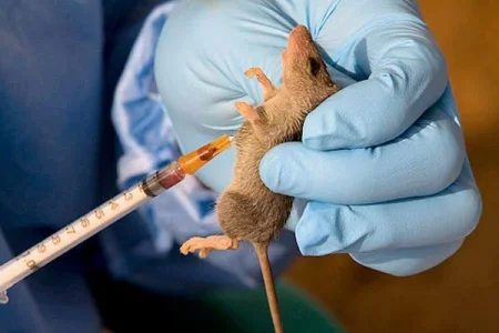 lassa-fever.webp
