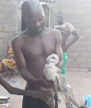owl.webp