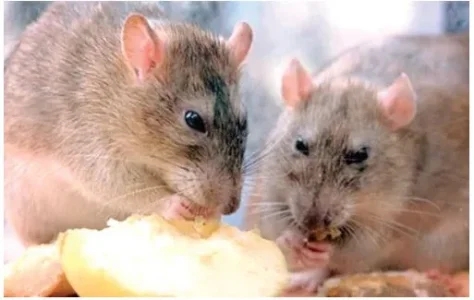 rat.webp rat.webp