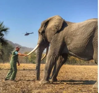 elephant.webp elephant.webp