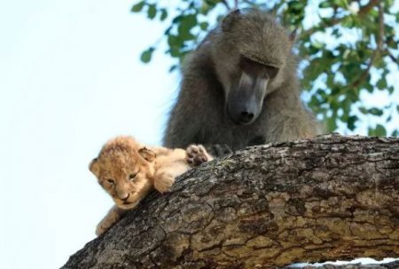 baboon and lion cub.JPG