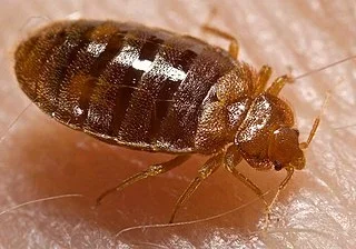 "Your Ultimate Guide to Surviving Bed Bug Bites: Symptoms, Prevention Hacks, and Expert-Backed Treatment Tips