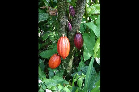 320px-Cocoa_Pods (1).jpg