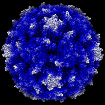 polio virus.jpg