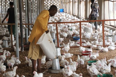 Poultry Industry Crisis: Economic Pressures Force Closure of Half of Nigeria's Farms