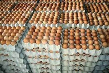 Shoking Daily Trust Report: N130 Per Egg in Kano, Poultry Farms Closure, Ramadan Concern