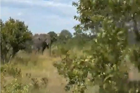 [VIDEO] Safari Horror: Elephant Attack Leaves One Dead and Another Injured at Kafue National Park