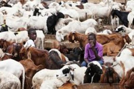 Ram Sellers Struggle with Low Sales Amid High Prices and Insecurity Before Sallah