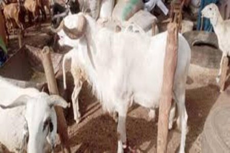Eid-El-Kabir Preparations Marred by Surging Ram Prices in Lagos