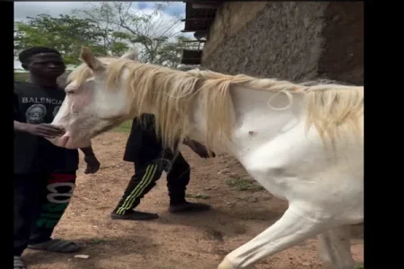 injured horse (1).webp injured horse (1).webp