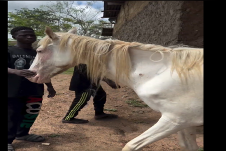 [VIDEO] Actor Ibrahim Chatta Outraged After Staff Injures Horse, Promises Legal Consequences