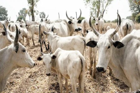 Eid Chaos: Lagos Woman Destroys Home Over Husband's Purchase of Goat Instead of Cow