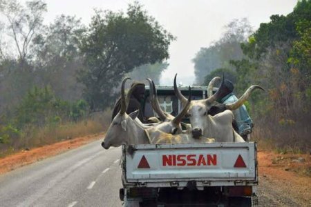 [VIDEO] Food Crisis in Nigeria: Desperate Youths Slaughter Cows from Broken Down Truck