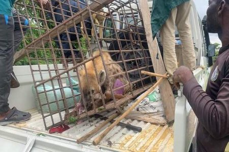 Plateau State: Missing Hyena Safely Returned to Wildlife Park
