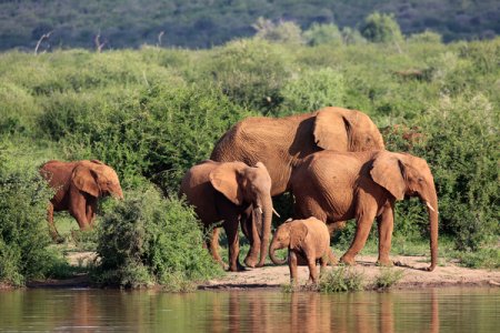 Tourist's Fatal Encounter: Spanish Man Trampled by Elephants in Game Reserve