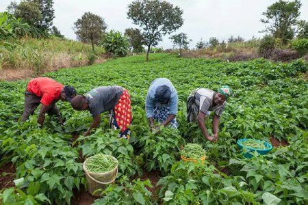 Farmers in Plateau State Face Severe Drought; Community Prays for Divine Intervention