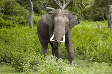 Elephant (1).webp Elephant (1).webp