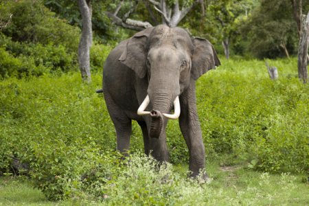 Minister Explains Decision to Adopt Elephant as Symbol of Conservation Efforts