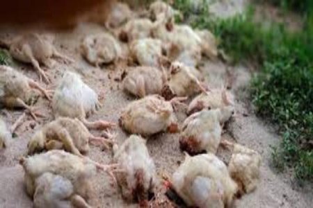 5,000 Birds Dead: FCDA's Sudden Destruction Devastates Abuja Farmer