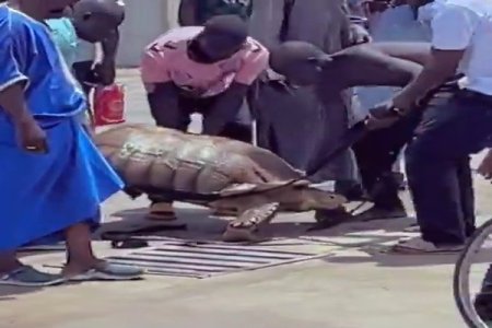 [VIDEO] Maiduguri Residents Find Giant Tortoise Wandering After Flood Disaster